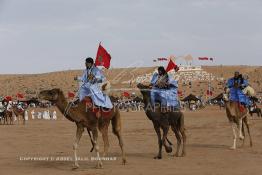 Image du Maroc Professionnelle de  Des hommes du désert s’apprêtent à une course de chameaux organisé dans un site désertique sur lequel la ville de Tan Tan a toujours accueilli la majorité des tribus et des grandes familles nomades du désert lors d'un grand Moussem, Samedi 7 Septembre 2013. Le festival parrainé par l'UNESCO rassemble des milliers de nomades du Maroc. (Photo / Abdeljalil Bounhar) 